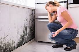 Why You Should Choose Our Mold Remediation Services in Allen, TX